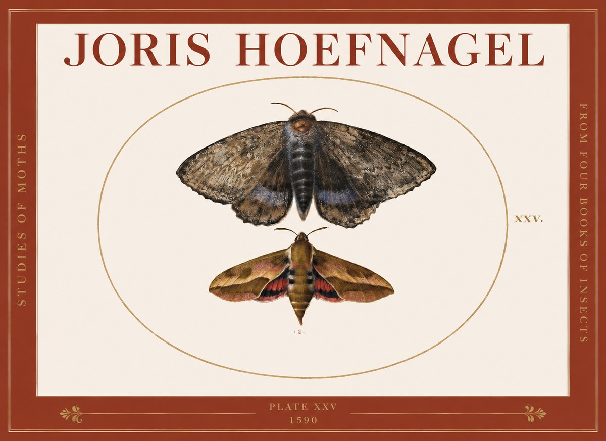 Joris Hoefnagel Studies of Moths I No3 - Juliste