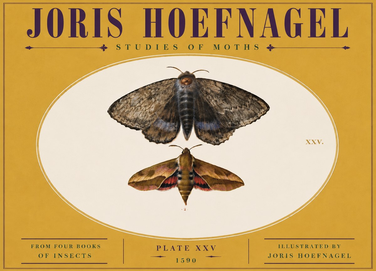 Joris Hoefnagel Studies of Moths I No5 - Juliste