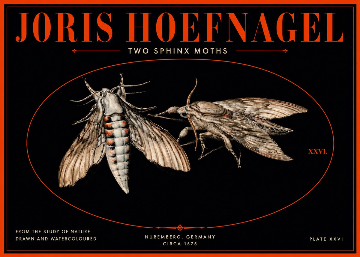 Joris Hoefnagel Two Sphinx Moths No3 - Juliste