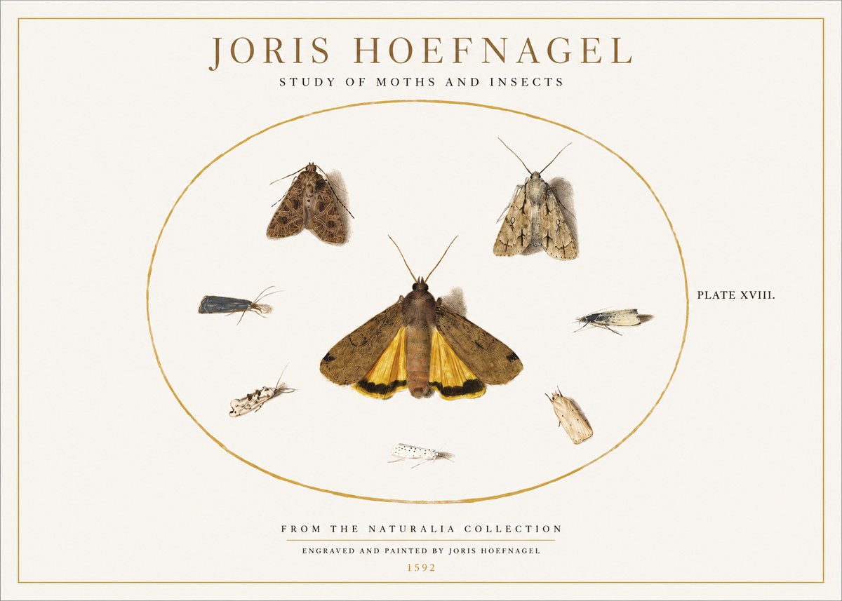 Joris Hoefnagel Study of Moths and Insects No1 - Juliste