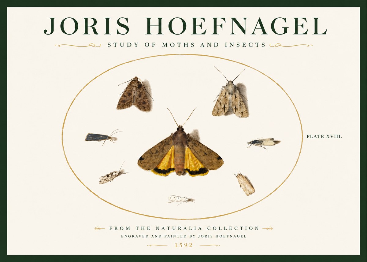 Joris Hoefnagel Study of Moths and Insects No3 - Juliste