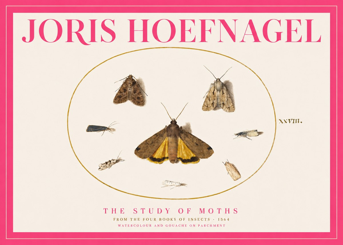 Joris Hoefnagel Study of Moths and Insects No5 - Juliste