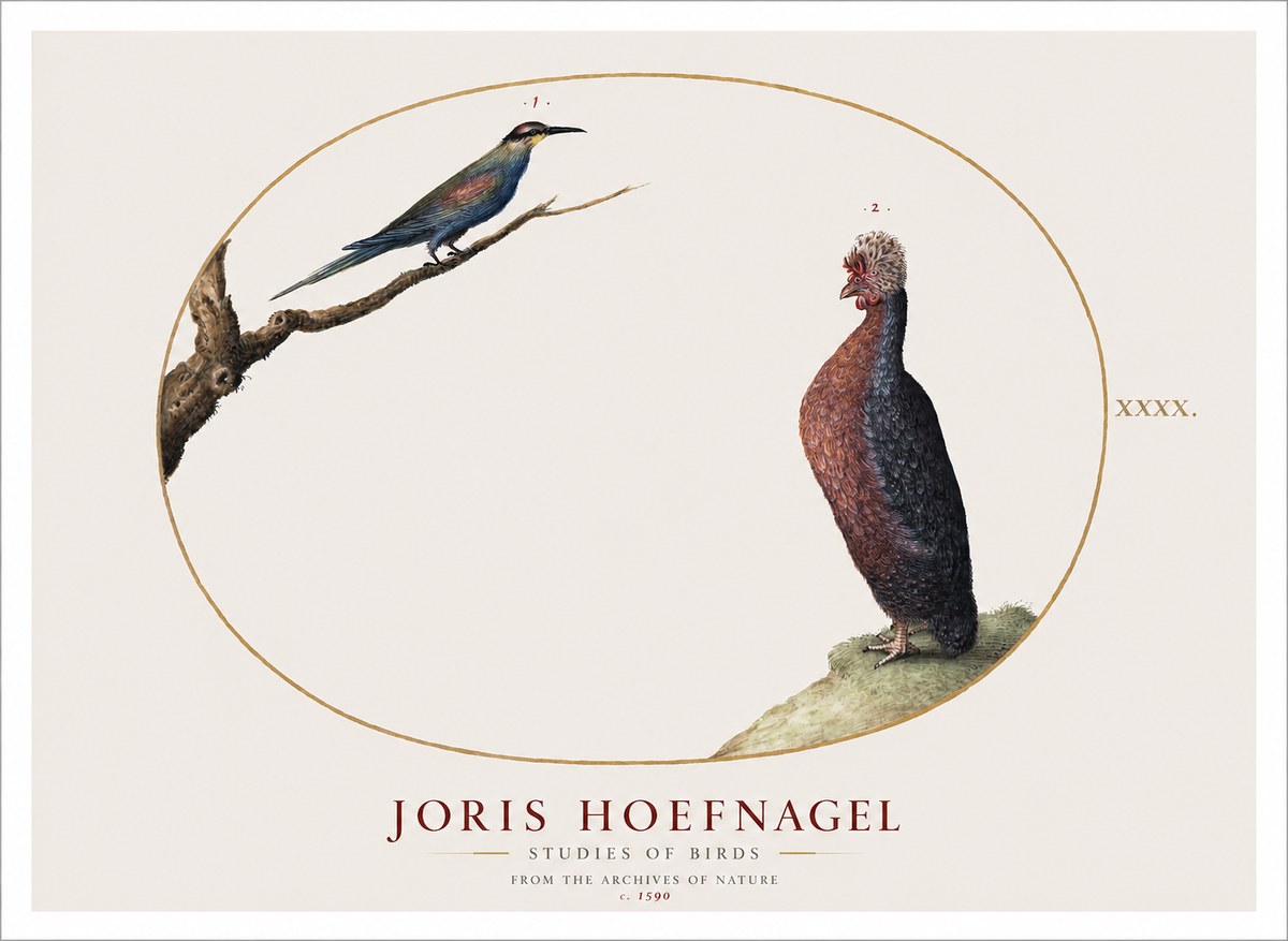 Joris Hoefnagel Studies of Birds I No1 - Juliste