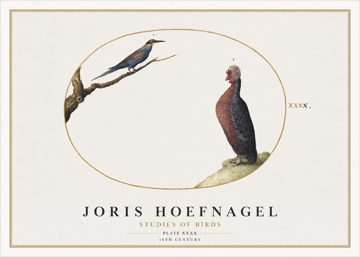 Joris Hoefnagel Studies of Birds I No2 - Juliste
