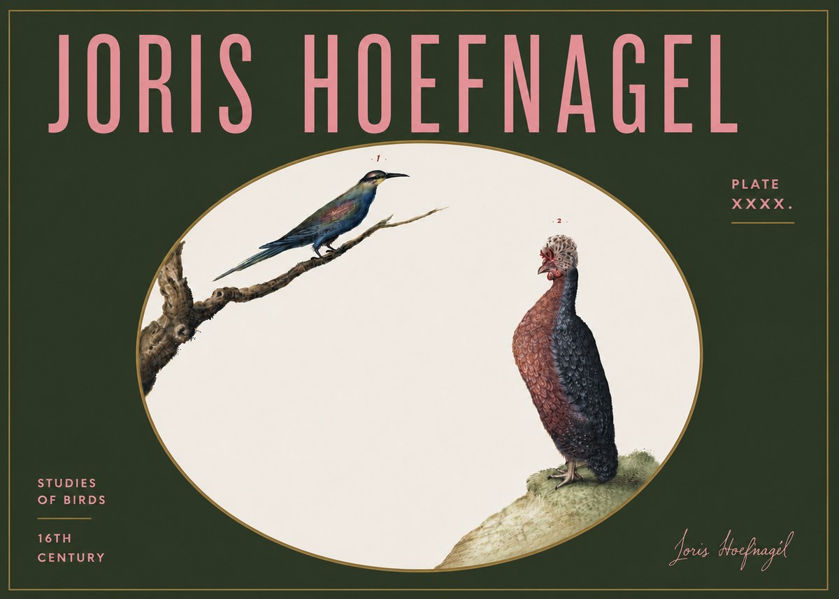 Joris Hoefnagel Studies of Birds I No5 - Juliste