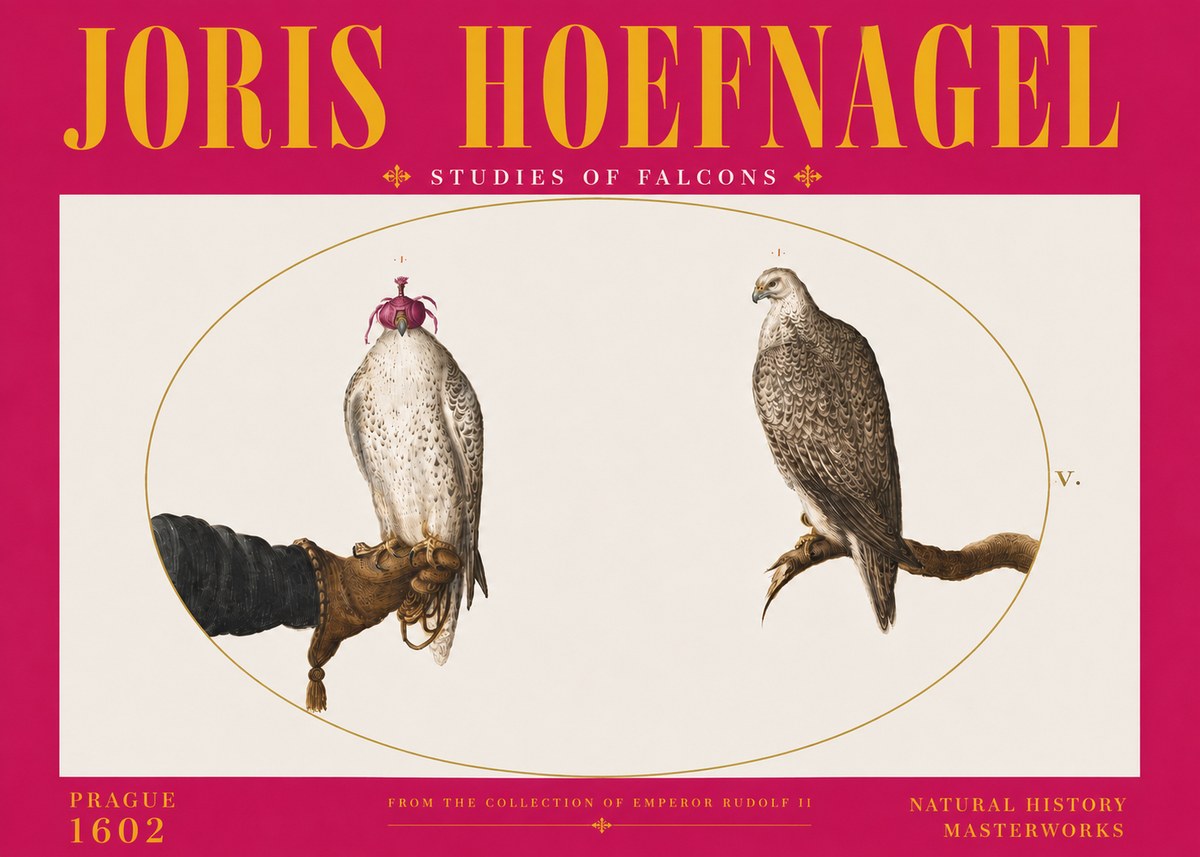 Joris Hoefnagel Studies of Falcons No6 - Juliste