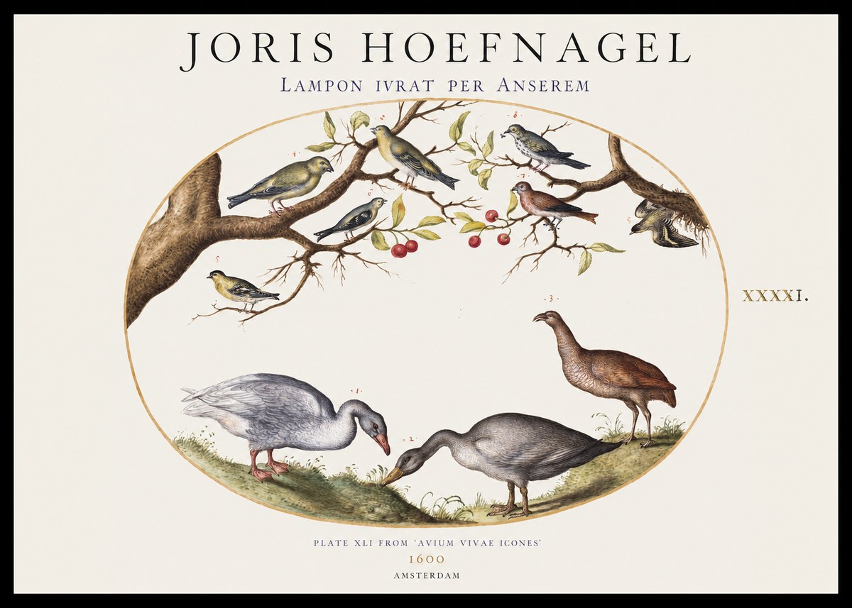 Joris Hoefnagel Lampon Ivrat per Anserem No1 - Juliste