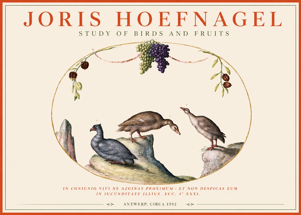 Joris Hoefnagel Three Birds with Grapes and Inscription No4 - Juliste