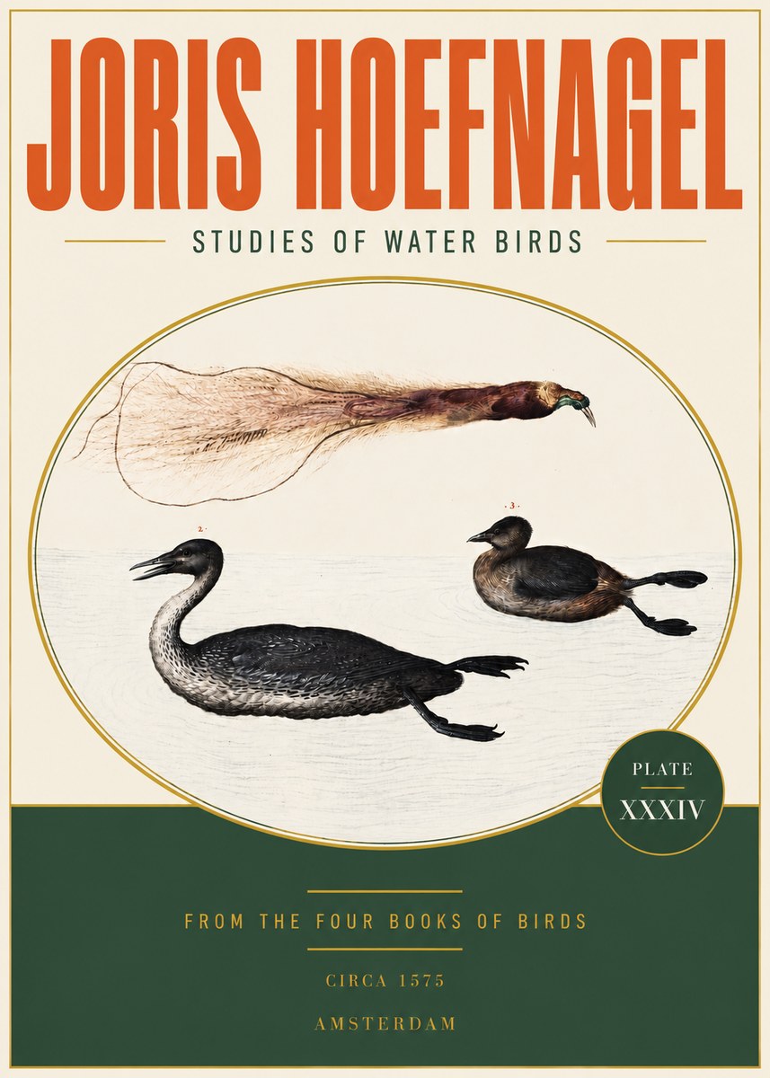Joris Hoefnagel Studies of Water Birds No3 - Juliste