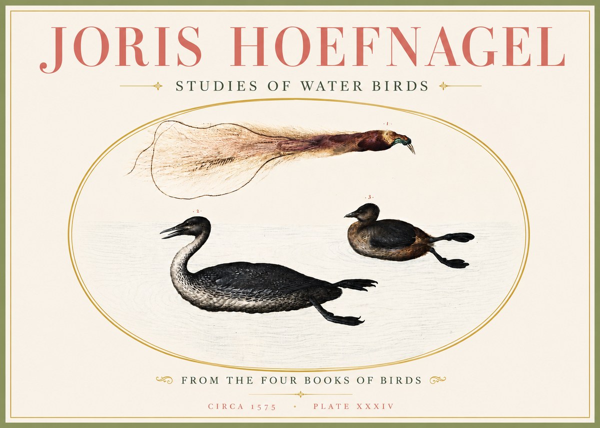 Joris Hoefnagel Studies of Water Birds No4 - Juliste