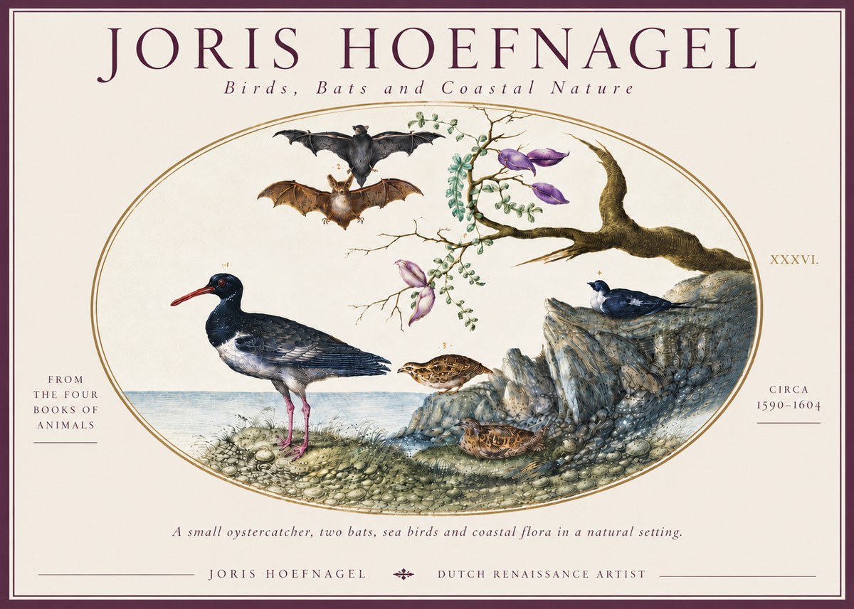 Joris Hoefnagel Birds, Bats and Coastal Nature No6 - Juliste