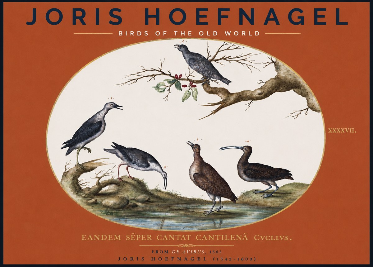 Joris Hoefnagel Birds of the Old World No2 - Juliste