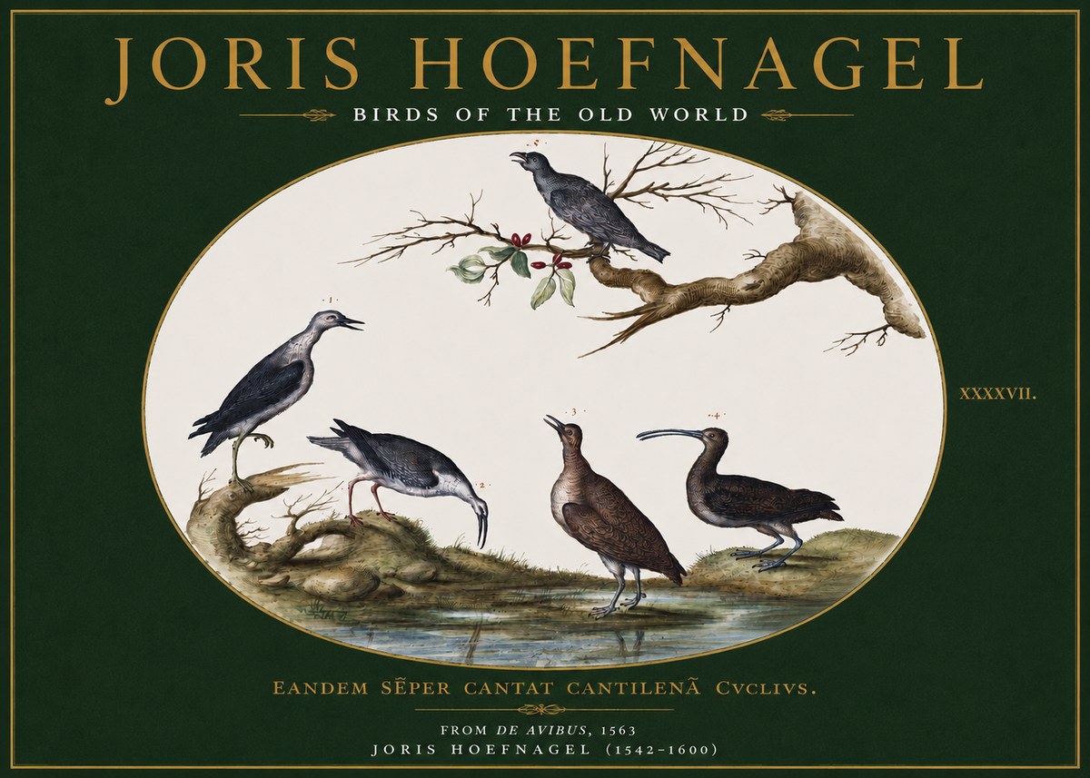 Joris Hoefnagel Birds of the Old World No3 - Juliste