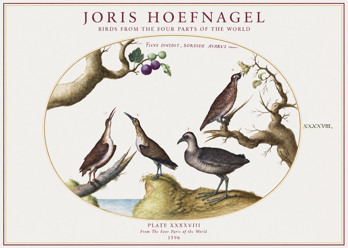 Joris Hoefnagel Birds from the Four Parts of the World No1 - Juliste