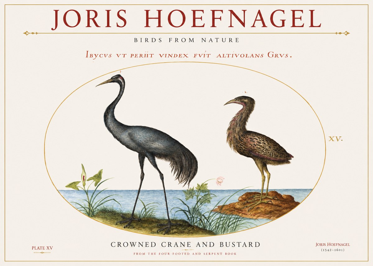 Joris Hoefnagel Crowned Crane and Bustard No1 - Juliste