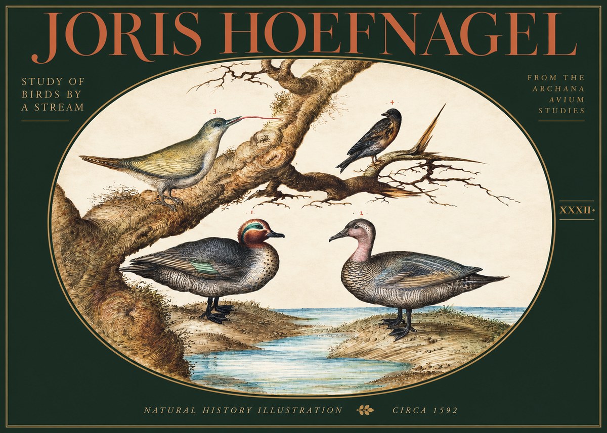 Joris Hoefnagel Study of Birds by a Stream No3 - Juliste