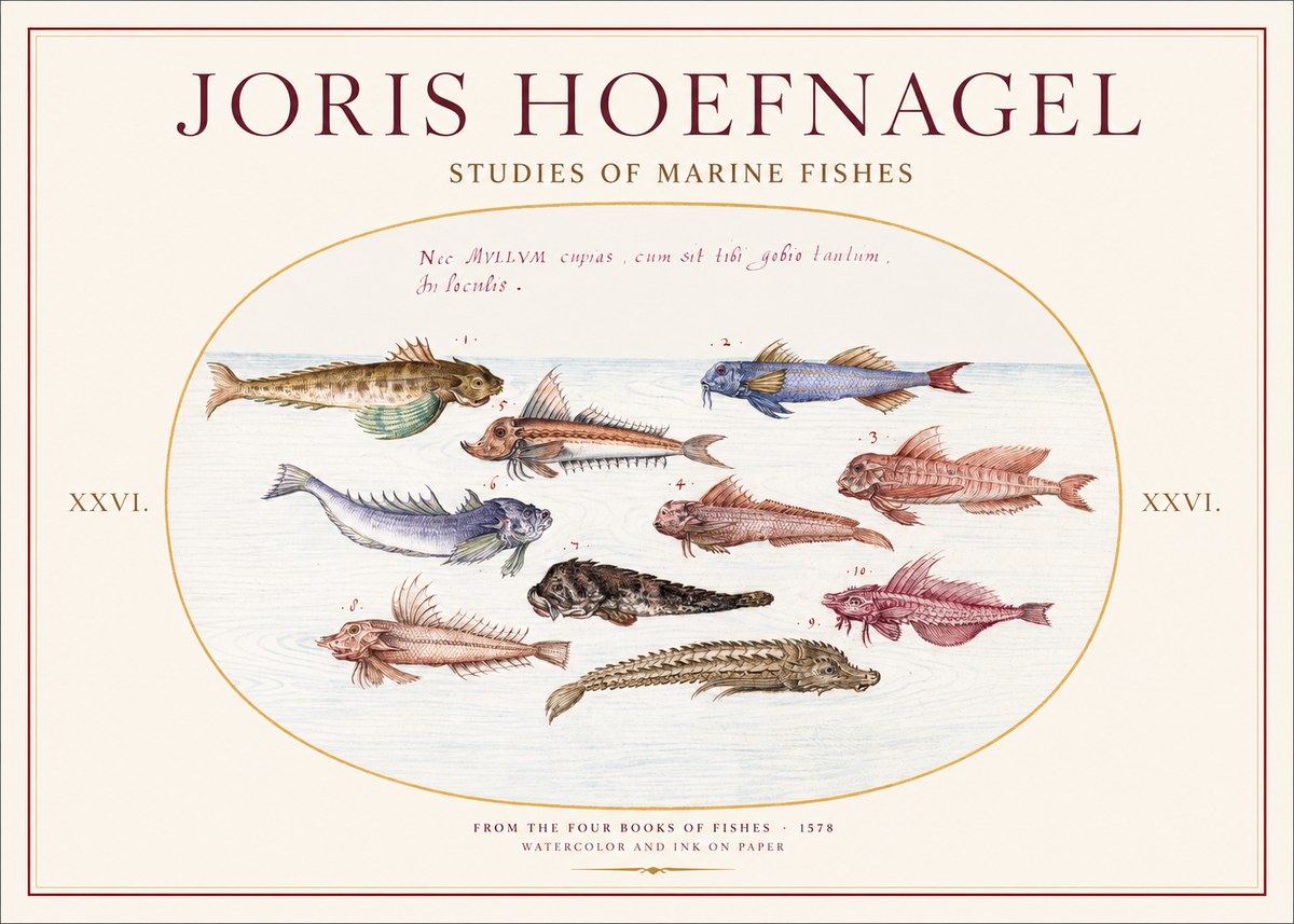 Joris Hoefnagel Studies of Marine Fishes No1 - Juliste