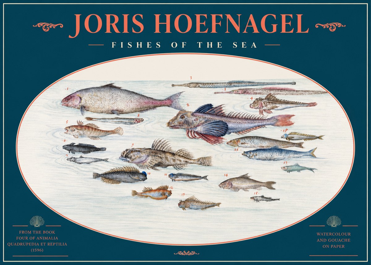 Joris Hoefnagel Fishes of the Sea III No2 - Juliste