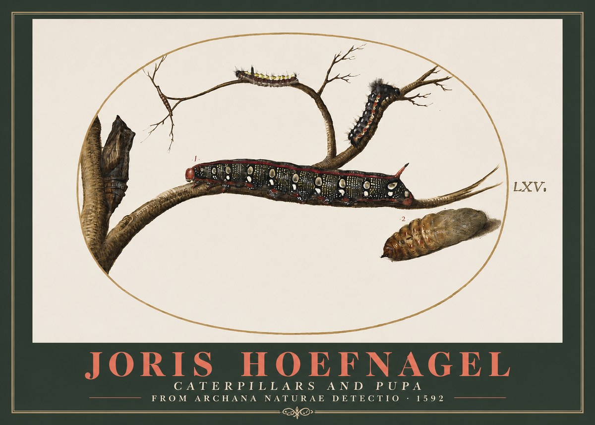 Joris Hoefnagel Caterpillars and Pupa No2 - Juliste