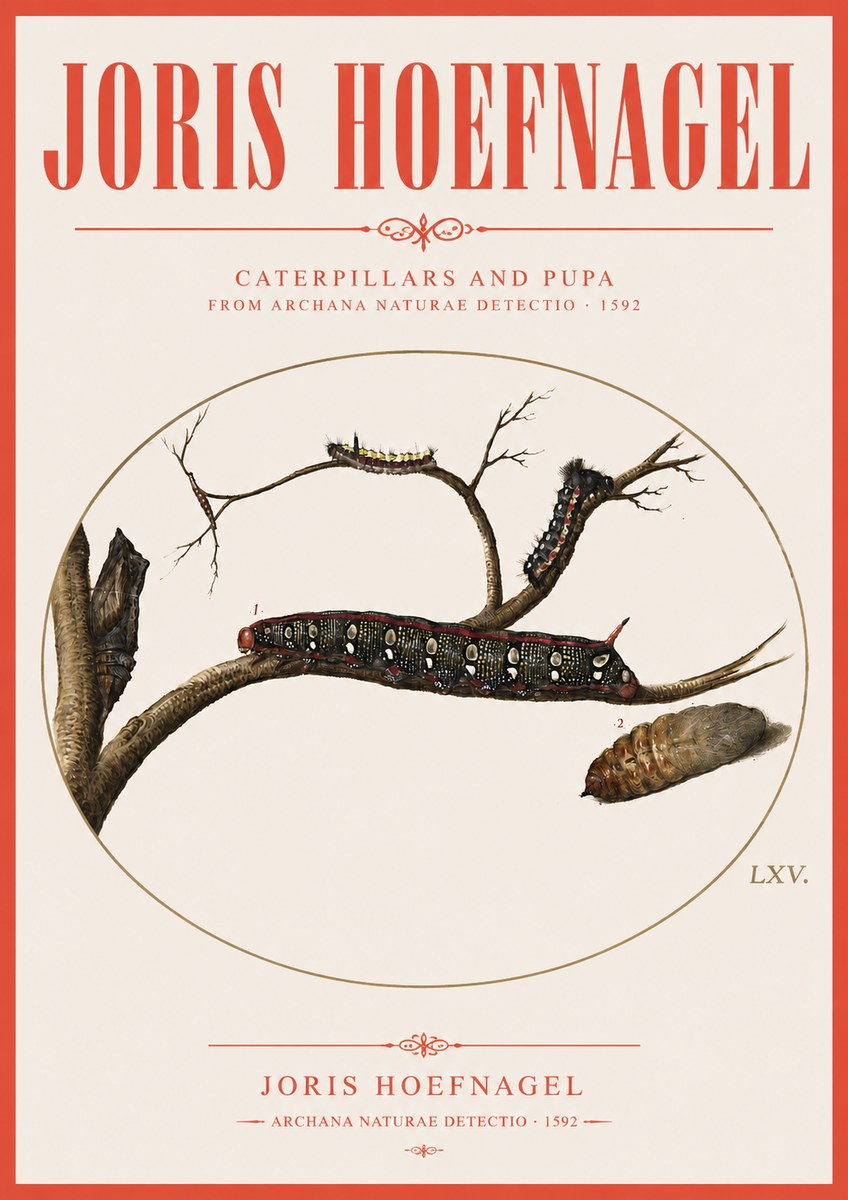 Joris Hoefnagel Caterpillars and Pupa No3 - Juliste