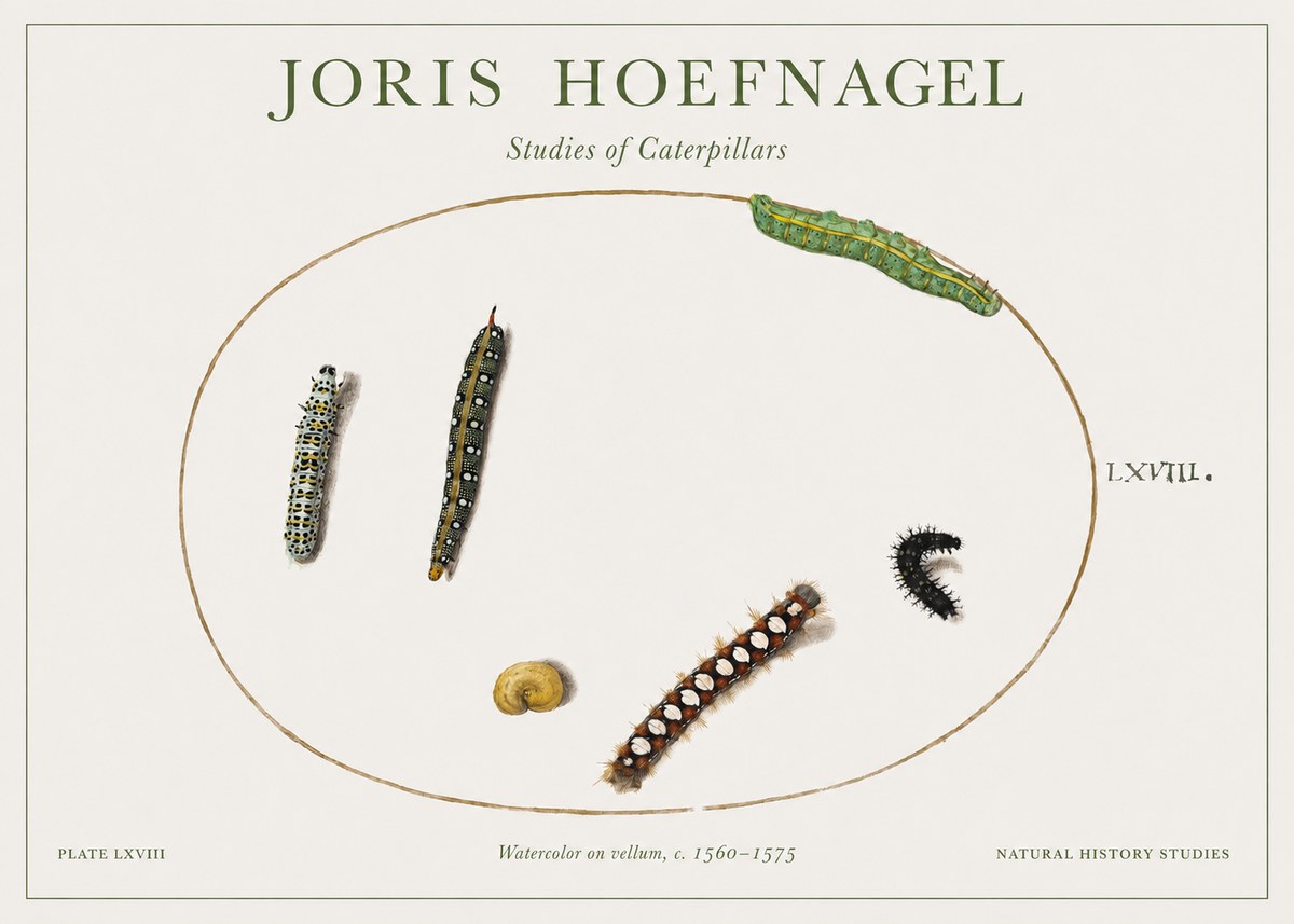 Joris Hoefnagel Studies of Caterpillars No1 - Juliste