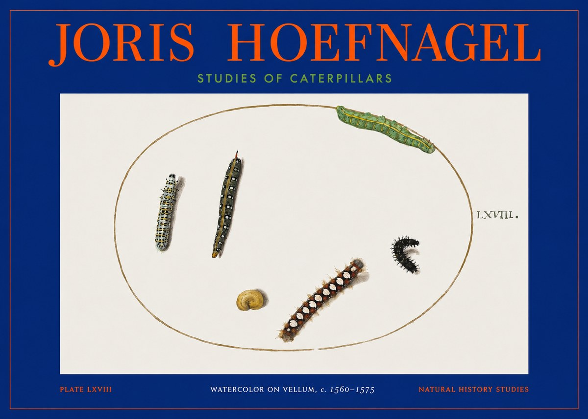 Joris Hoefnagel Studies of Caterpillars No2 - Juliste