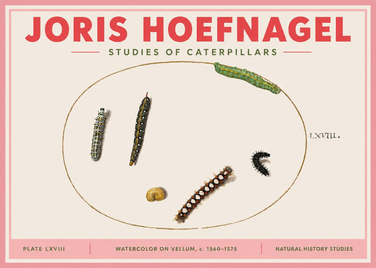 Joris Hoefnagel Studies of Caterpillars No3 - Juliste