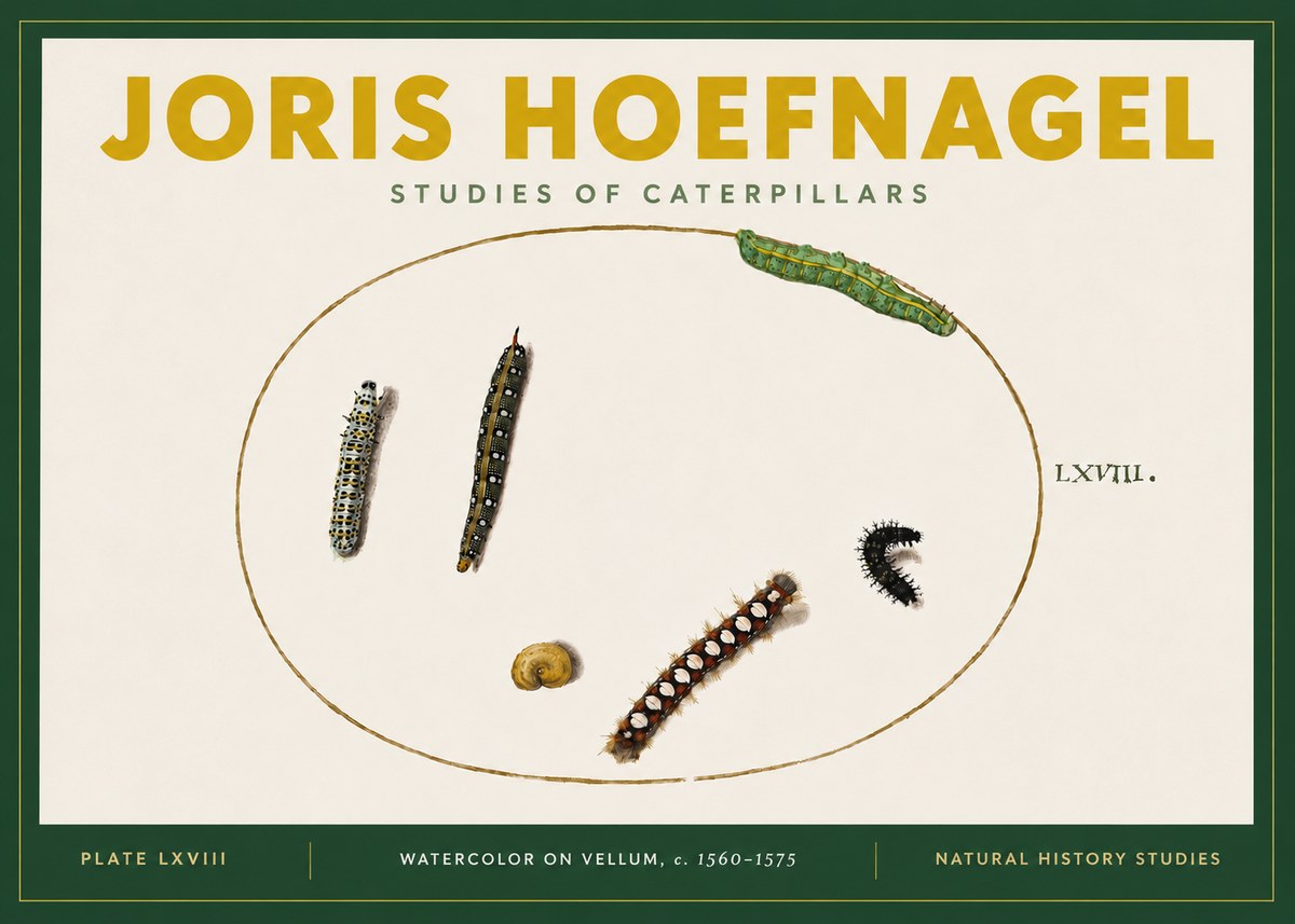 Joris Hoefnagel Studies of Caterpillars No4 - Juliste