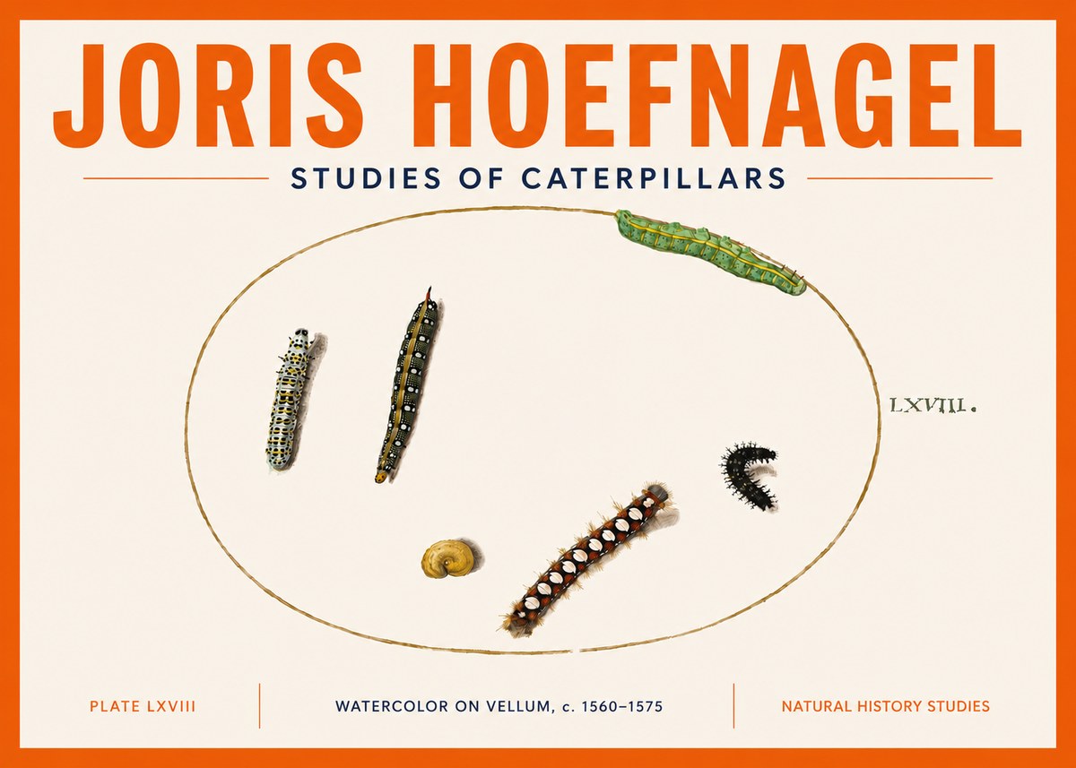 Joris Hoefnagel Studies of Caterpillars No5 - Juliste