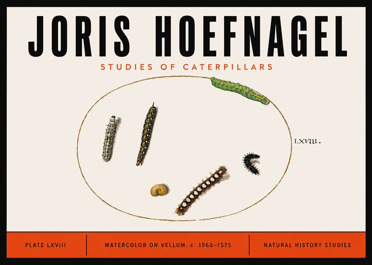 Joris Hoefnagel Studies of Caterpillars No6 - Juliste