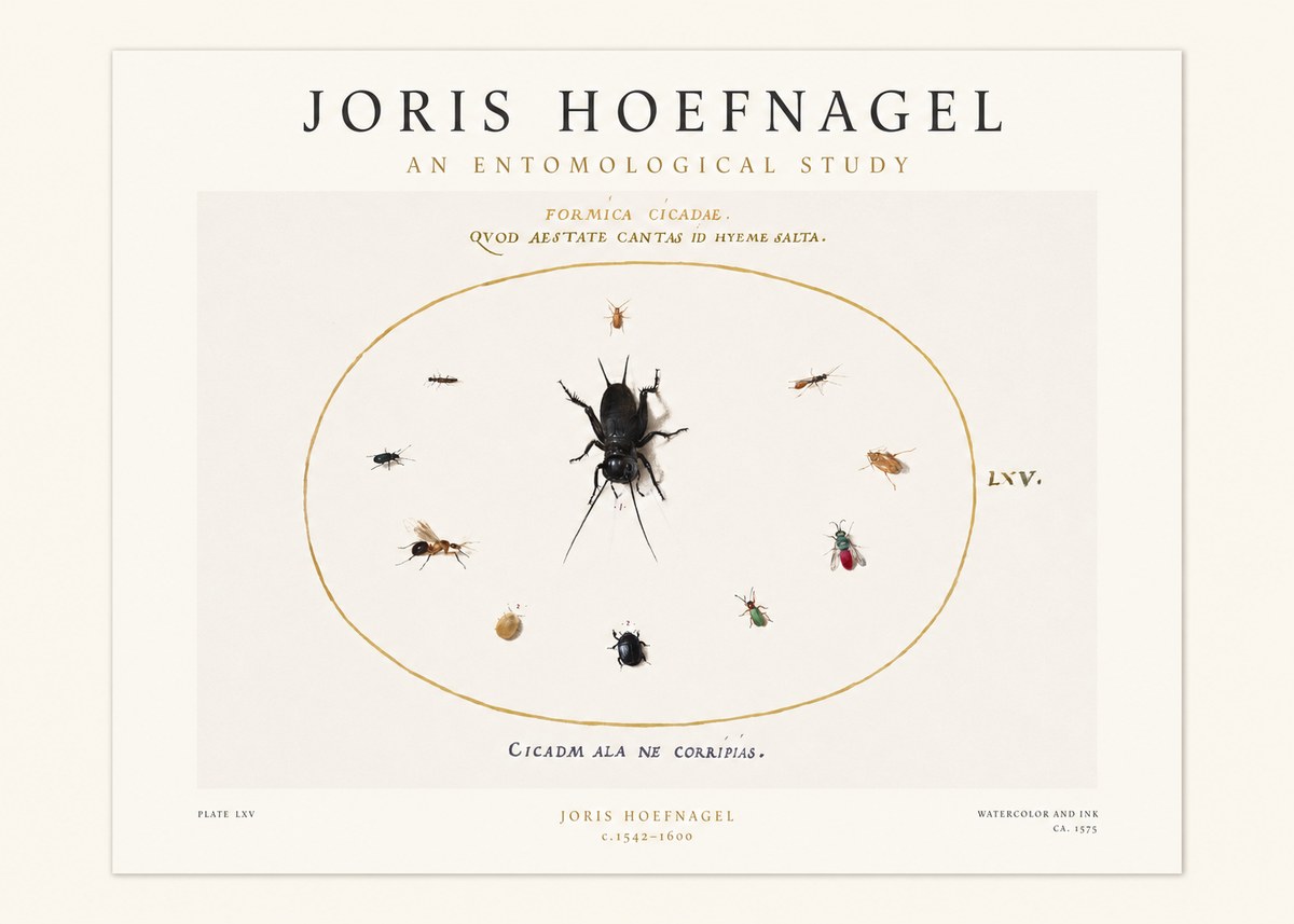 Joris Hoefnagel Formica Cicadae No1 - Juliste
