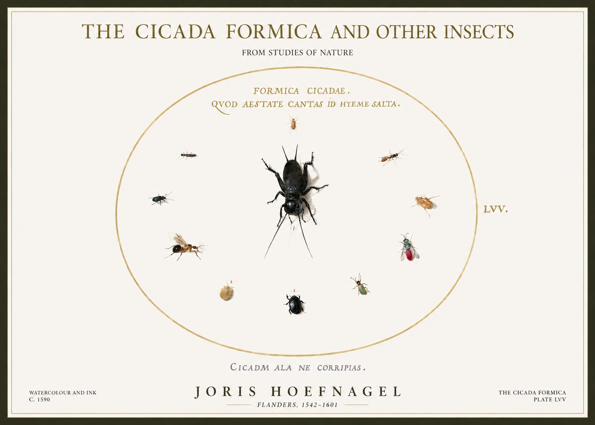 Joris Hoefnagel Formica Cicadae No5 - Juliste