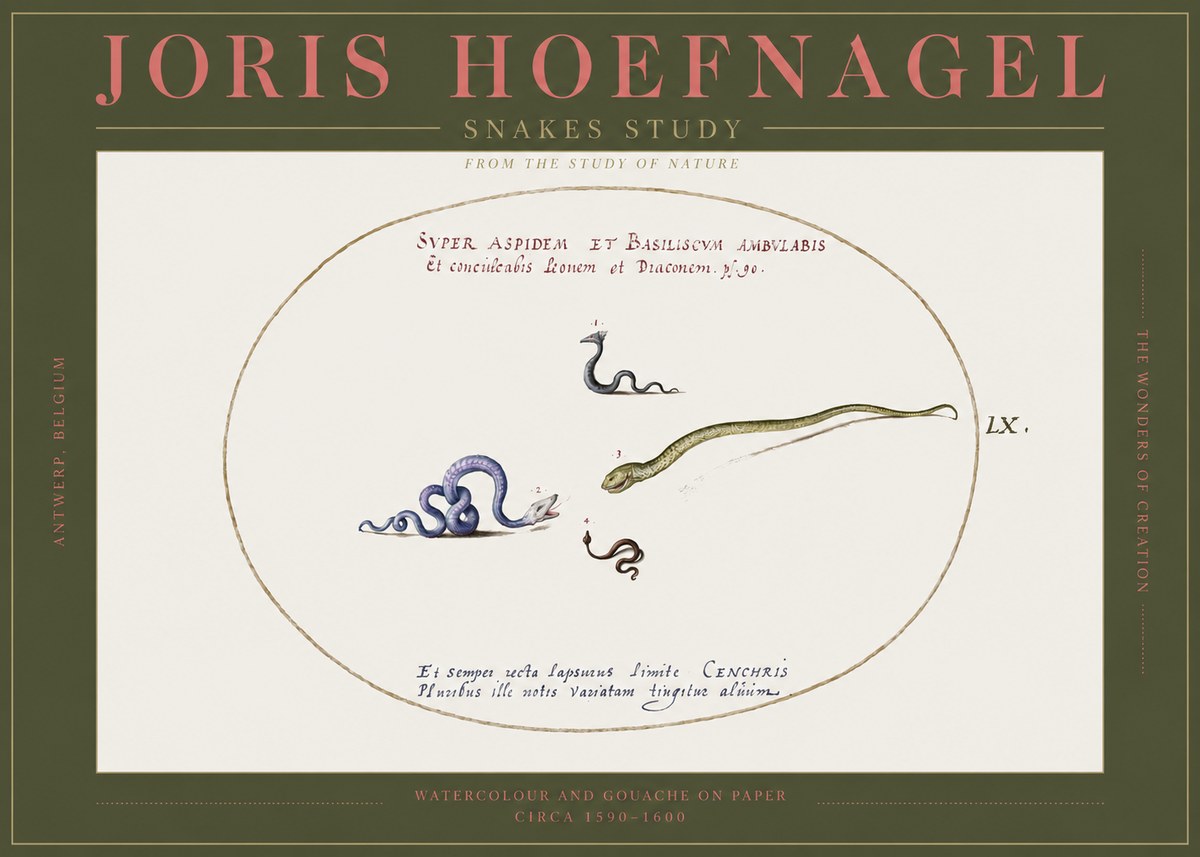 Joris Hoefnagel Studies of Serpents No3 - Juliste