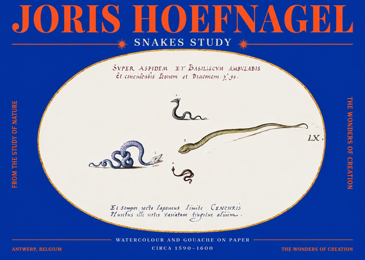 Joris Hoefnagel Studies of Serpents No4 - Juliste