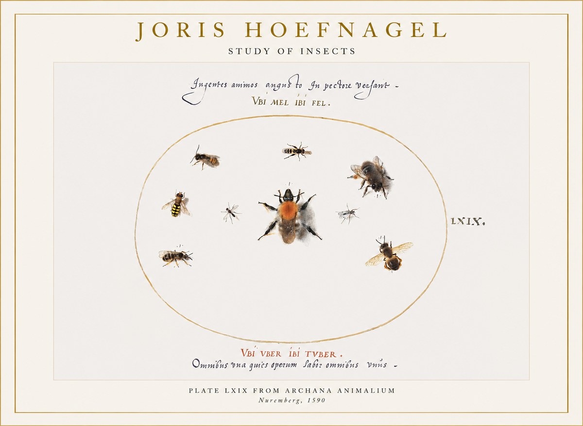 Joris Hoefnagel Insects Study II No6 - Juliste