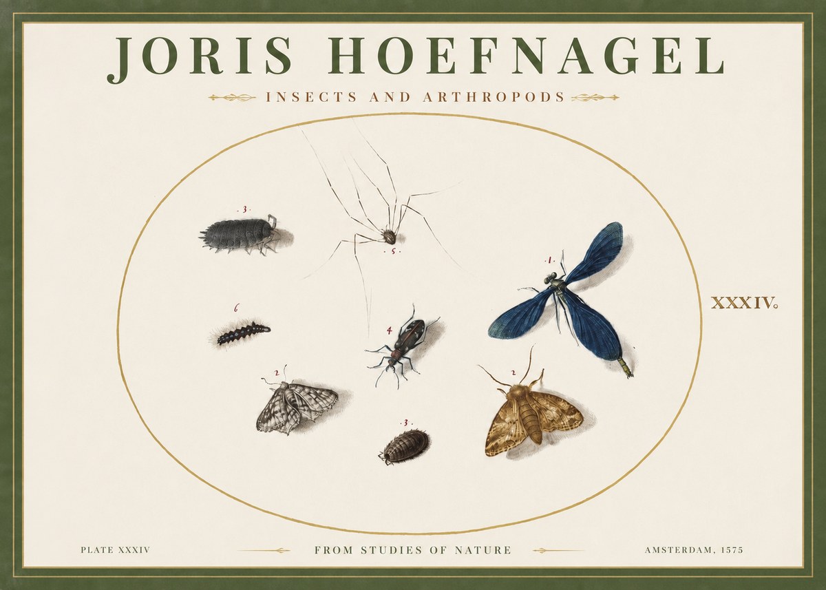 Joris Hoefnagel Insects and Arthropods No2 - Juliste