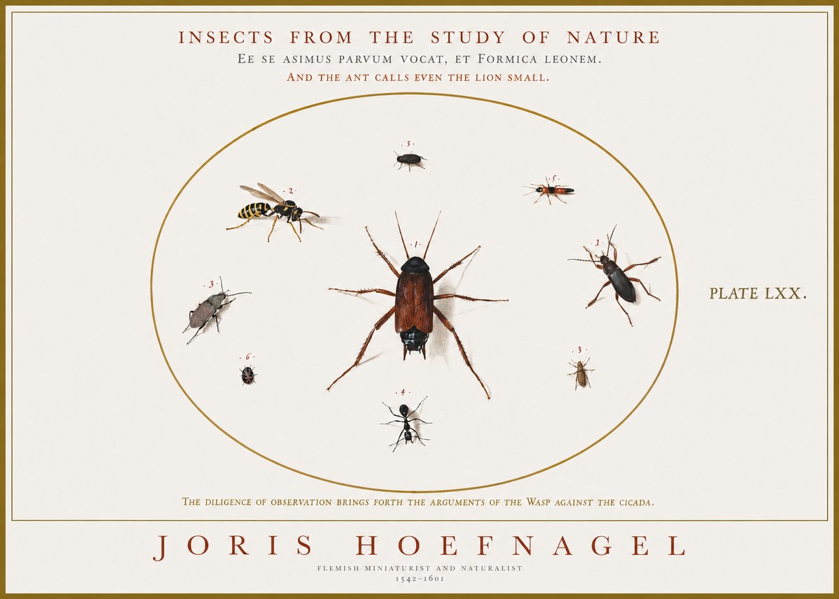 Joris Hoefnagel Insects from the Study of Nature No1 - Juliste