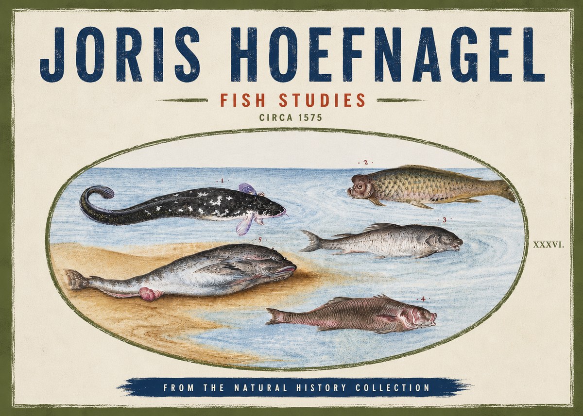 Joris Hoefnagel Fish Studies No4 - Juliste
