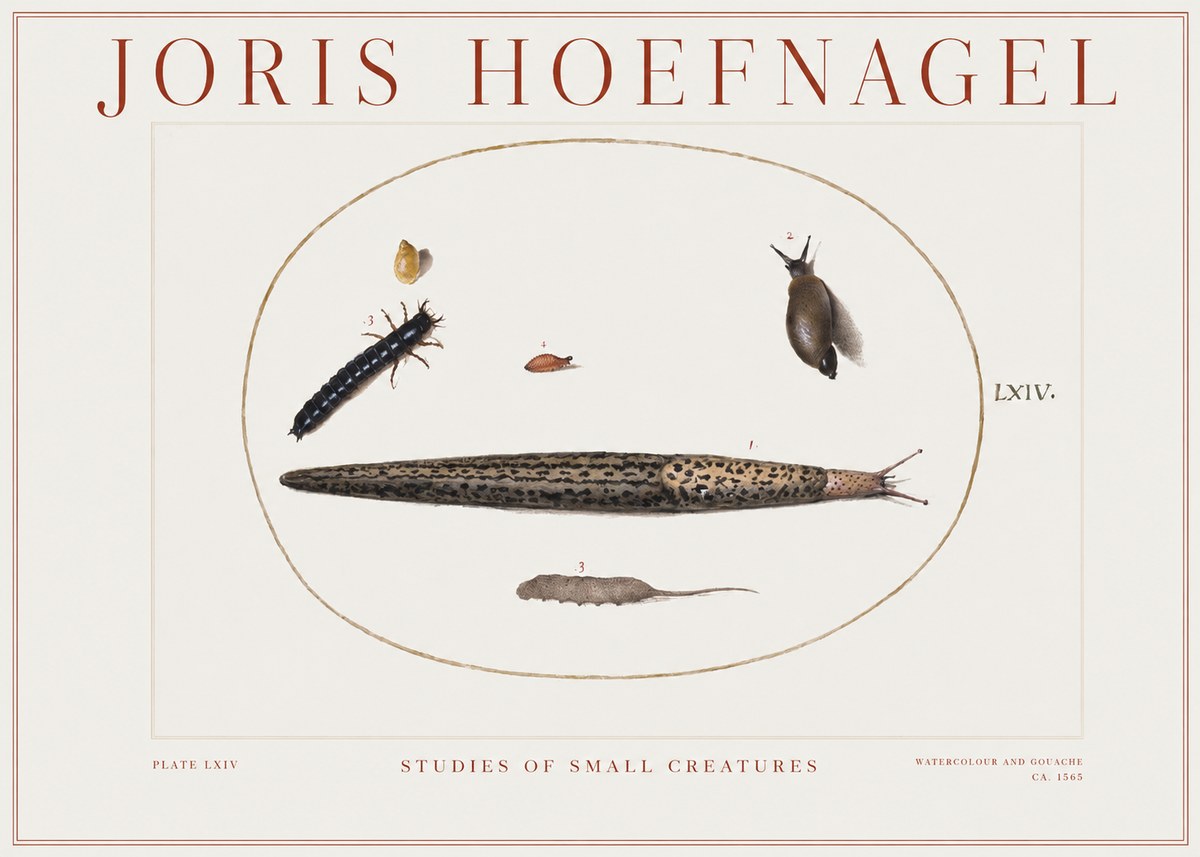 Joris Hoefnagel Plate Lxiv No2 - Juliste