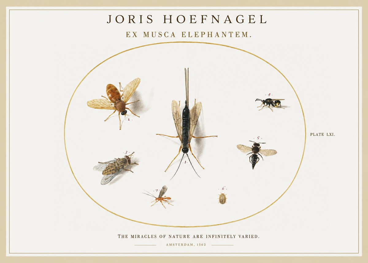 Joris Hoefnagel Ex Mvsca Elephantem. No2 - Juliste