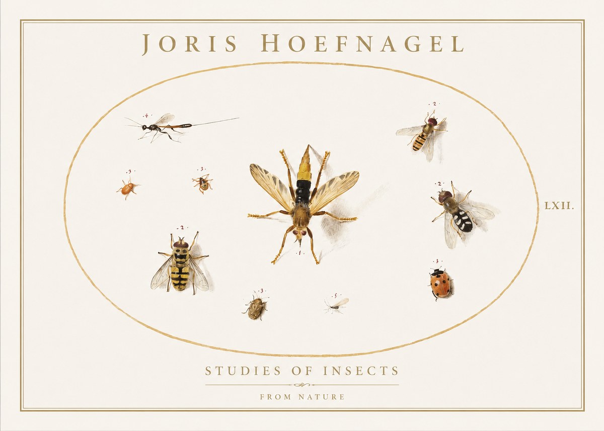 Joris Hoefnagel Studies of Insects IV No1 - Juliste