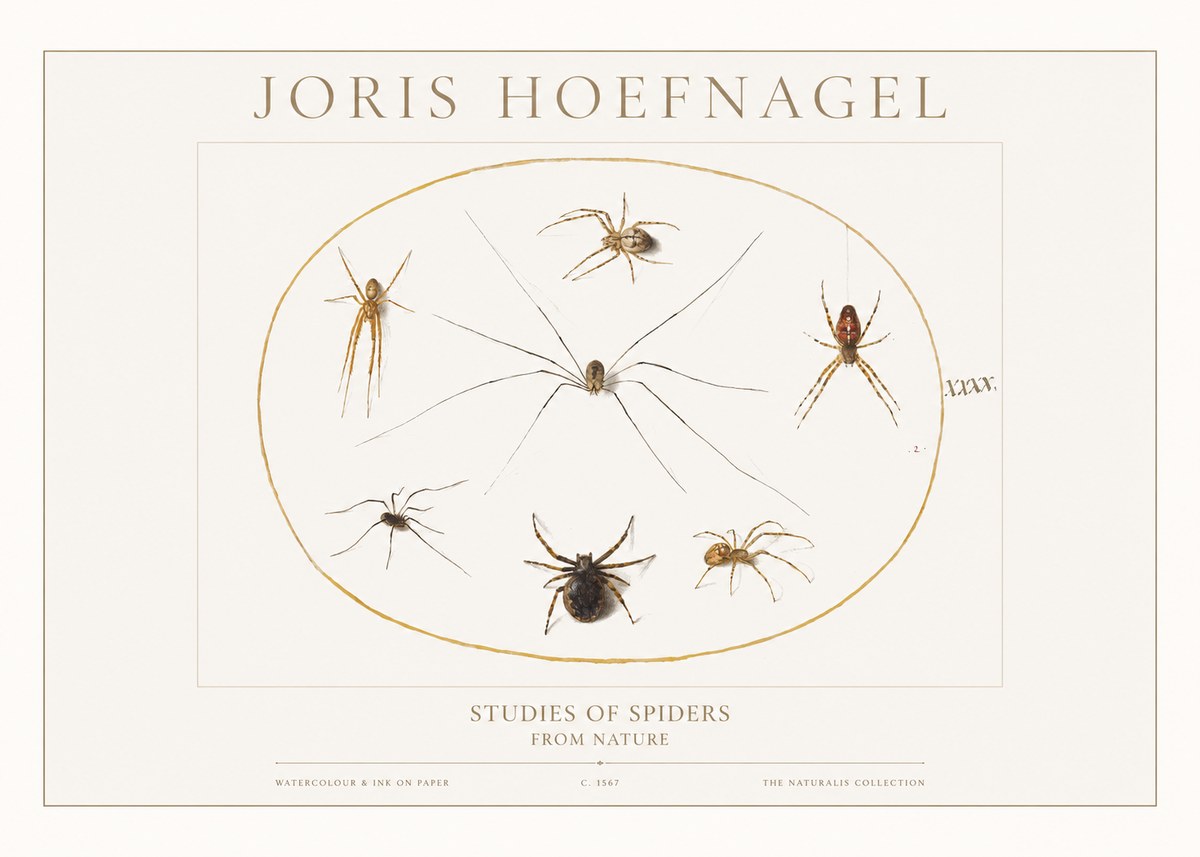 Joris Hoefnagel Studies of Spiders from Nature No1 - Juliste