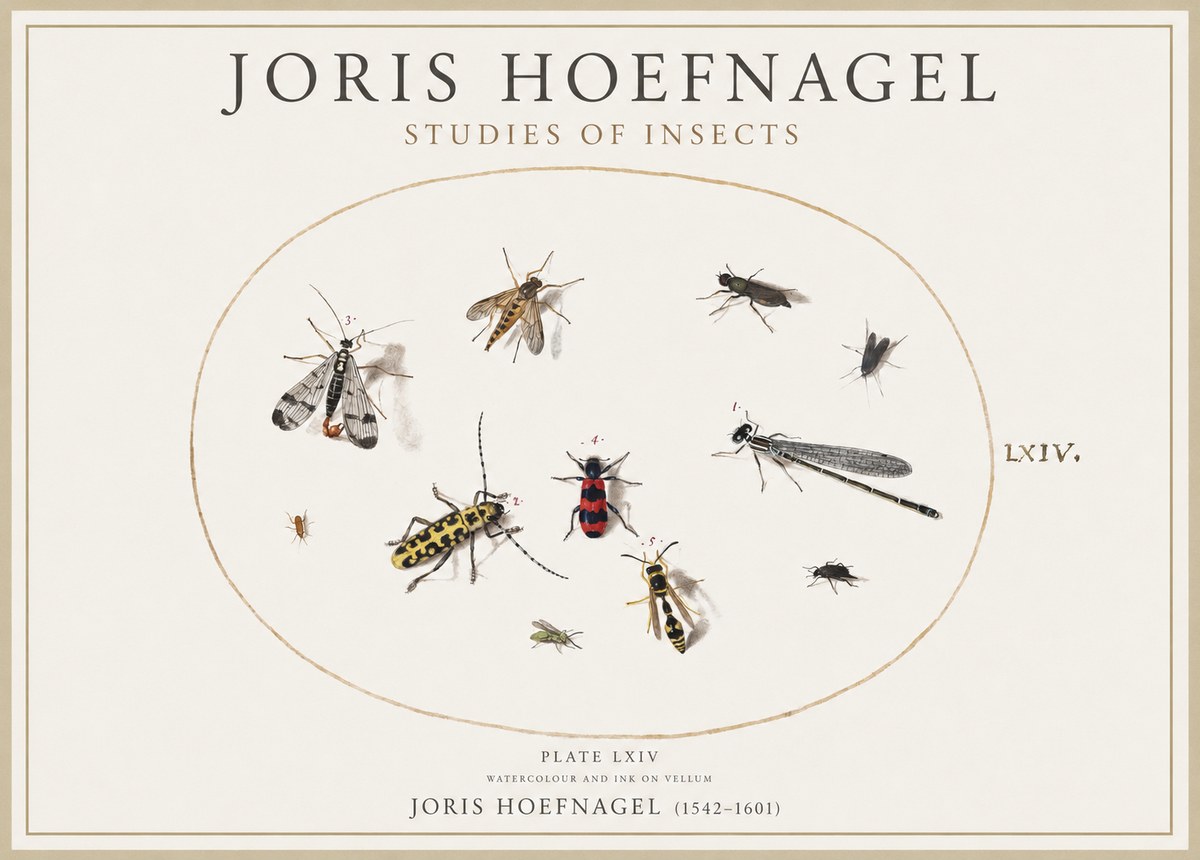 Joris Hoefnagel Studies of Insects - Plate Lxiv No4 - Juliste