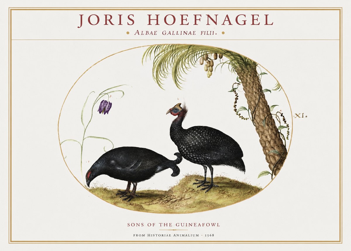 Joris Hoefnagel Albae Gallinae Filii. No2 - Juliste