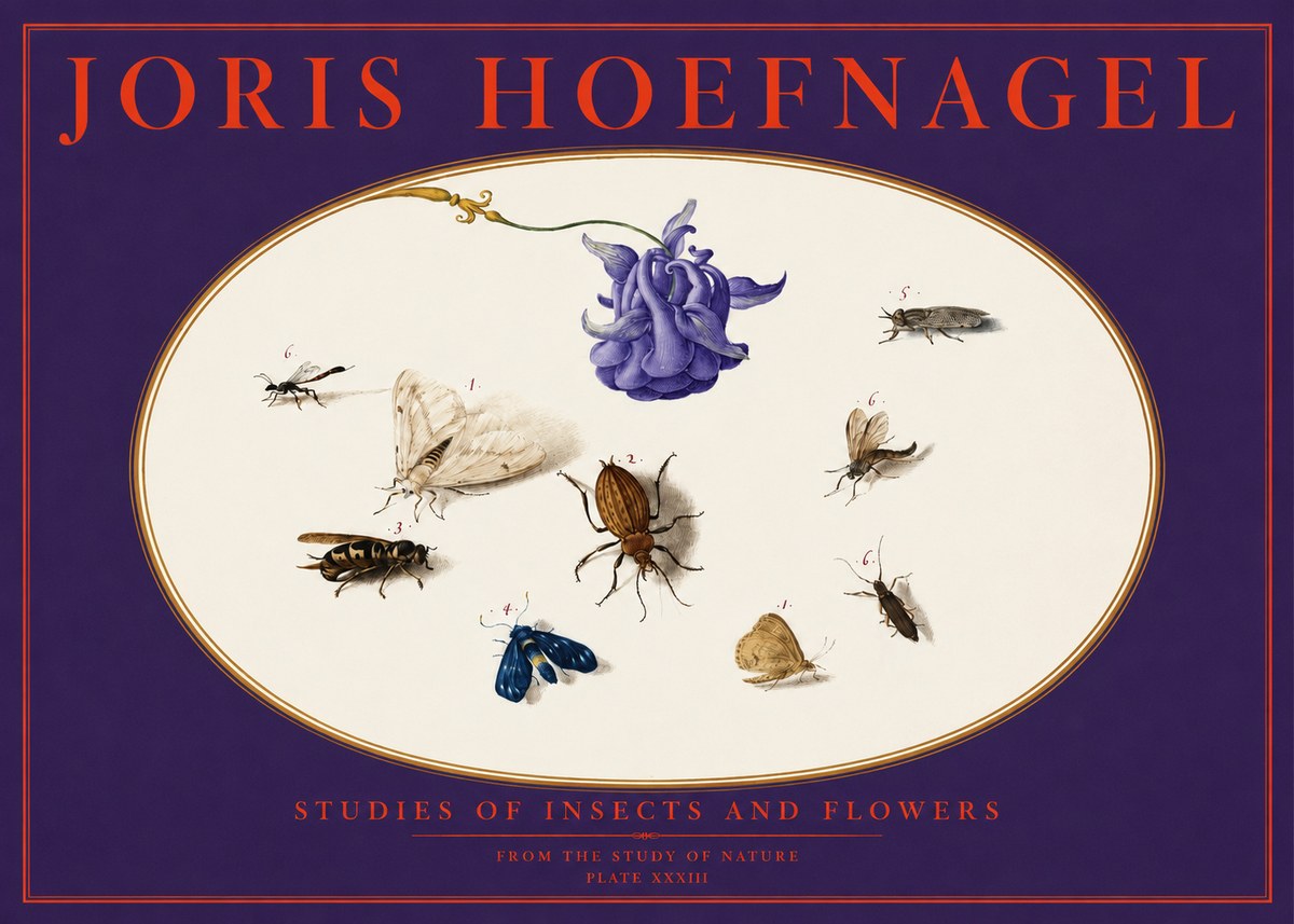 Joris Hoefnagel Studies of Insects and Flowers No6 - Juliste
