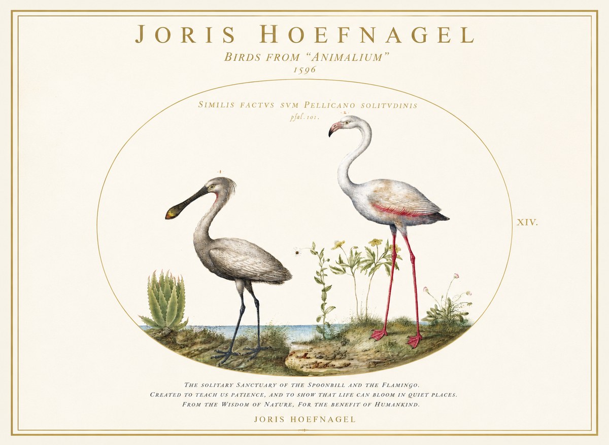 Joris Hoefnagel The Solitary Sanctuary of the Spoonbill and the Flamingo No1 - Juliste