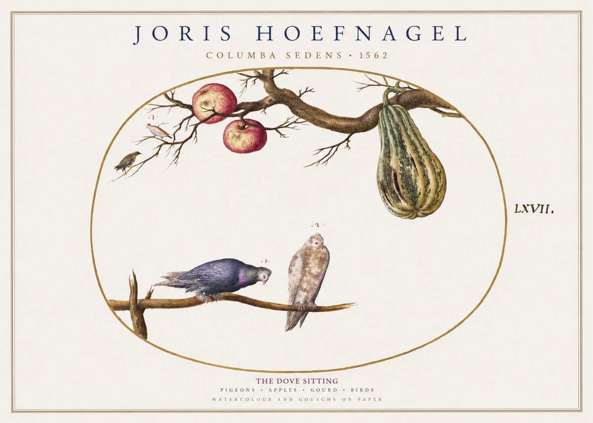 Joris Hoefnagel Pigeons Sitting. No2 - Juliste