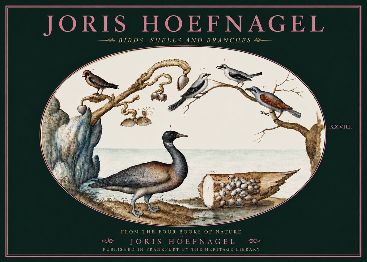Joris Hoefnagel Birds, Shells and Branches No4 - Juliste