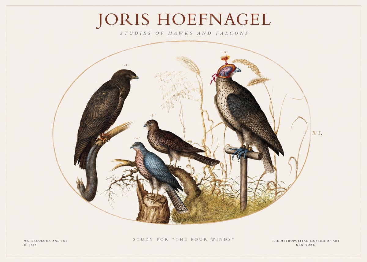 Joris Hoefnagel Studies of Hawks and Falcons No1 - Juliste