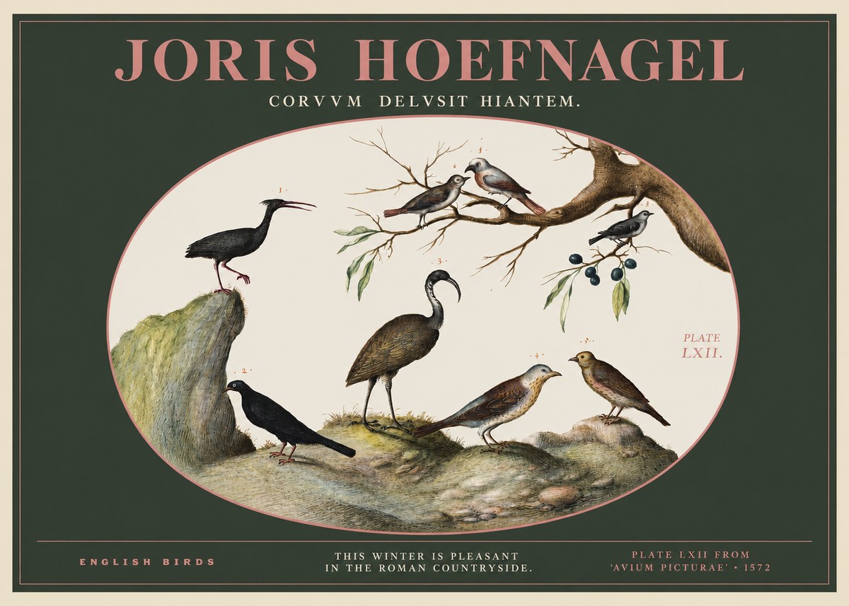 Joris Hoefnagel English Birds Plate Lxii No2 - Juliste